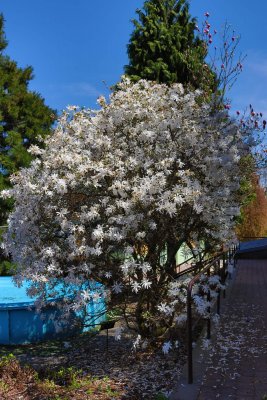 Magnolia stellata - šácholan hvězdovitý - celek 1